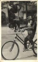 Budapest XIV. Állatkert, kerékpározni tanuló csimpánzok