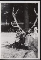 cca 1930 Korabeli fénykép: Hadik Mihály vadászzsákmánya 3db, 5,5x8cm