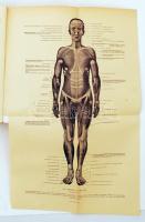 Alekxander Bernát, Lenhossék Mihály(szerk.) : A műveltség könyvtára - Az ember. Testi lelki élete eg...