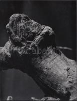 cca 1970 Természet alkotta absztrakt FA szobrok, 5 db fénykép, 18x24 cm /
cca 1970 The game of the n...