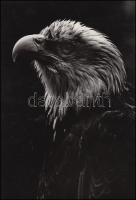 cca 1970 Zsigri Oszkár: Fejedelmi portré, jelzetlen fotóművészeti alkotás a szerző hagyatékából, 20,5x30 cm