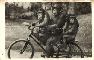 16 db RÉGI motívumlap; állatkerti állatok / 16 old motive cards; animals in zoo