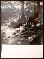 cca 1964 Darkó István: Patakpart, matricával jelzett fotóművészeti alkotás, 29x29 cm, lapméret 39x29 cm