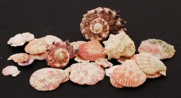 26 db különböző méretű színes tengeri kagyló