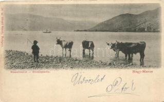 Nagymaros, Duna-part, tehénpásztor; Divald Károly