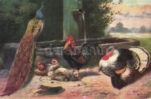 8 db RÉGI szignós motívumlap; állat (kakas, pulyka) / 8 old artist signed motive cards; animal, rooster, turkey