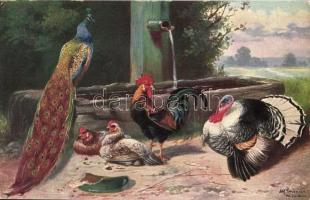 7 db RÉGI motívumlap; állat (kakas, csirke, pulyka) / 7 old motive cards; animal, rooster, turkey, c...