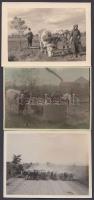 cca 1930-1940 Szarvasmarhák, 3 db fotó, közte egy színezett, 9x6 cm