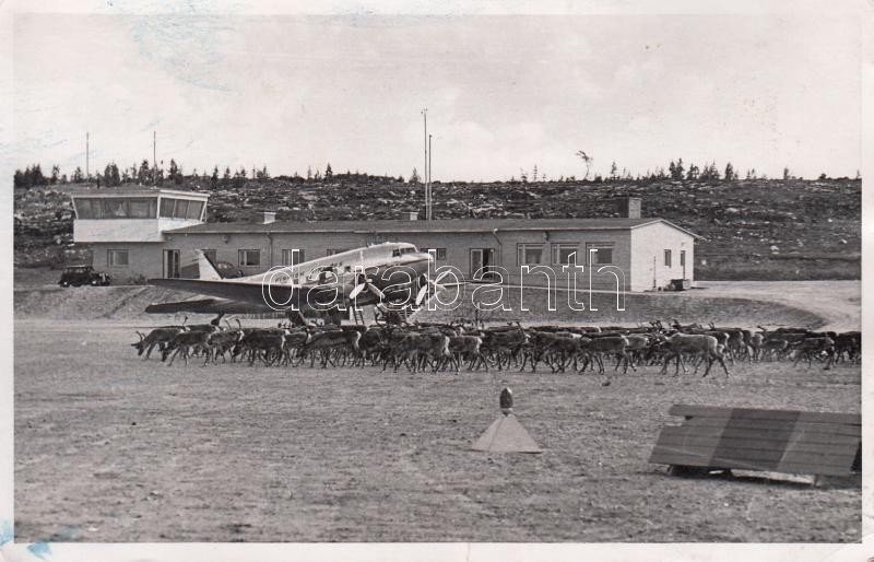 Rovaniemi airport, reindeers, Rovaniemi reptér, rénszarvasok