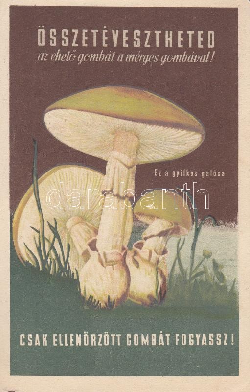 Amanita phalloides, Gyilkos galóca