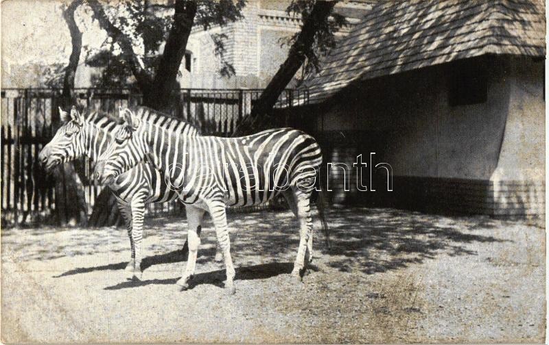 Budapest XIV. Állatkert, Chapmann zebrák