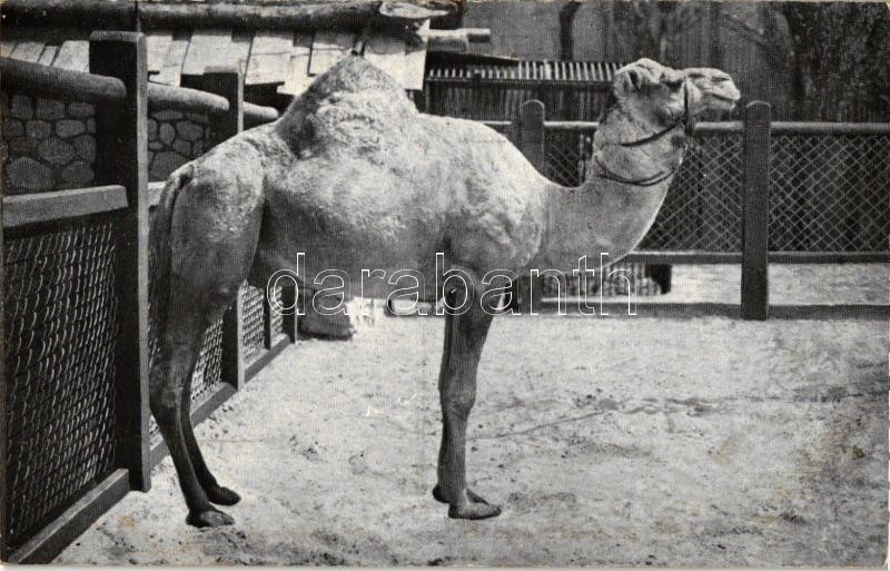 Budapest XIV. Állatkert, Szudáni lovagló teve