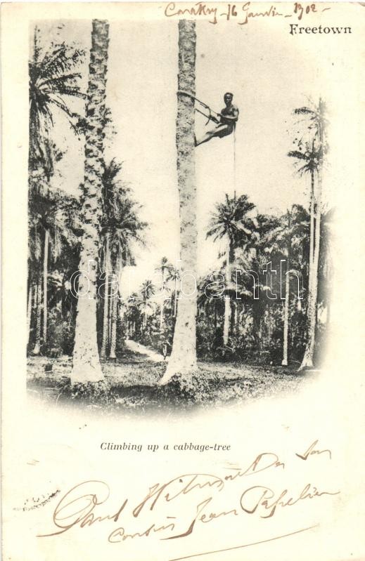 Freetown, climbing up a cabbage tree