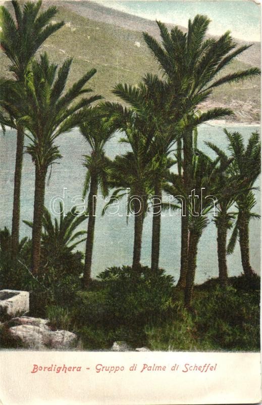 Bordighera, Gruppo di Palme di Scheffel / palm trees