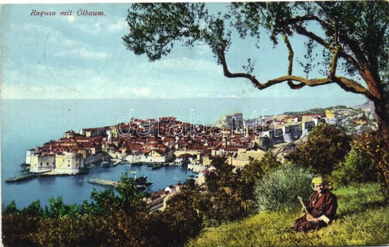 Dubrovnik, Ragusa; olive tree, Dubrovnik, Ragusa;