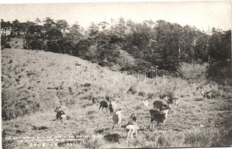 Mount Kinkwa-san, Holy Ground, deer