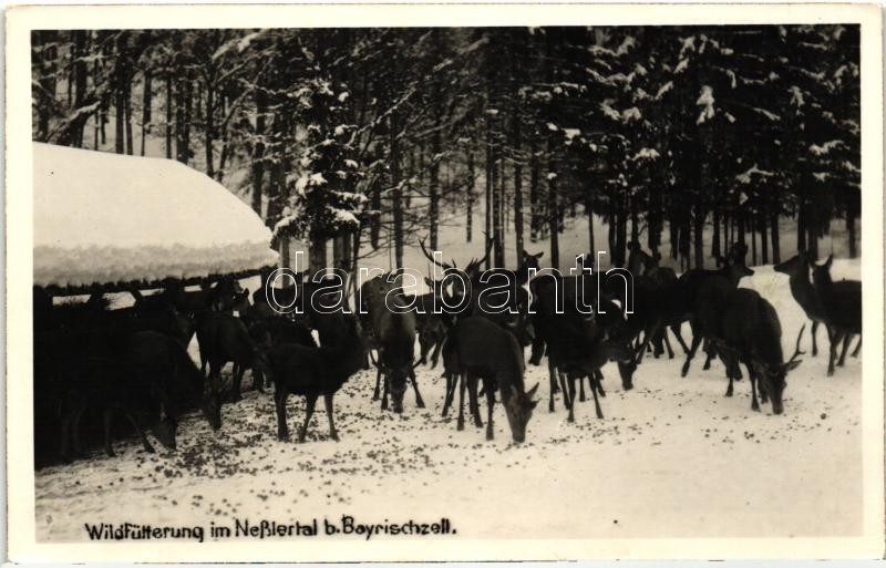 Nesslertal b. Bayrischzell; Wildfütterung / deer feeding