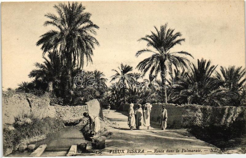 Biskra, palm road