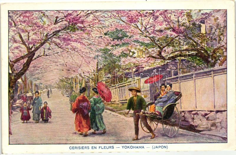 Yokohama, Cerisiers en fleurs / cherry blossom