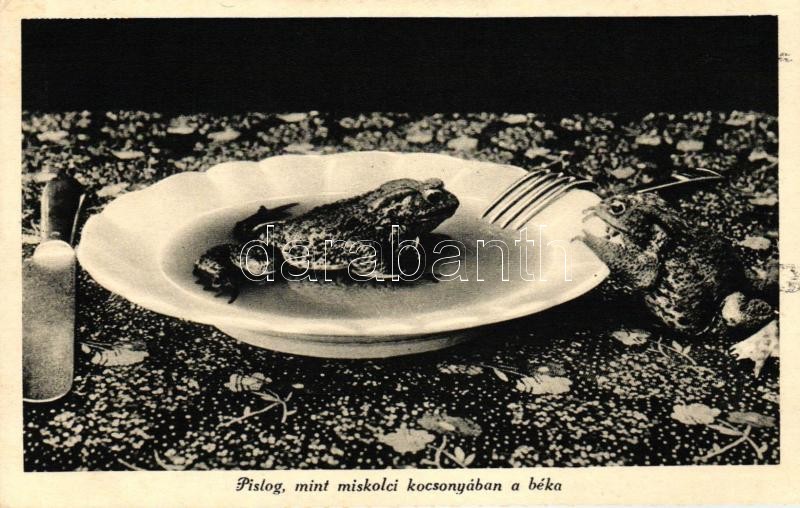 Miskolc, frog in a plate of aspic, Miskolc, béka a kocsonyás tálban