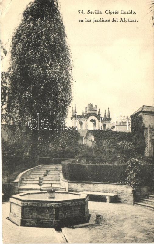 Sevilla, Cipres florido, en los jardines del Alcazar