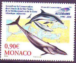 Waltiere, Cetfélék, Cetaceans