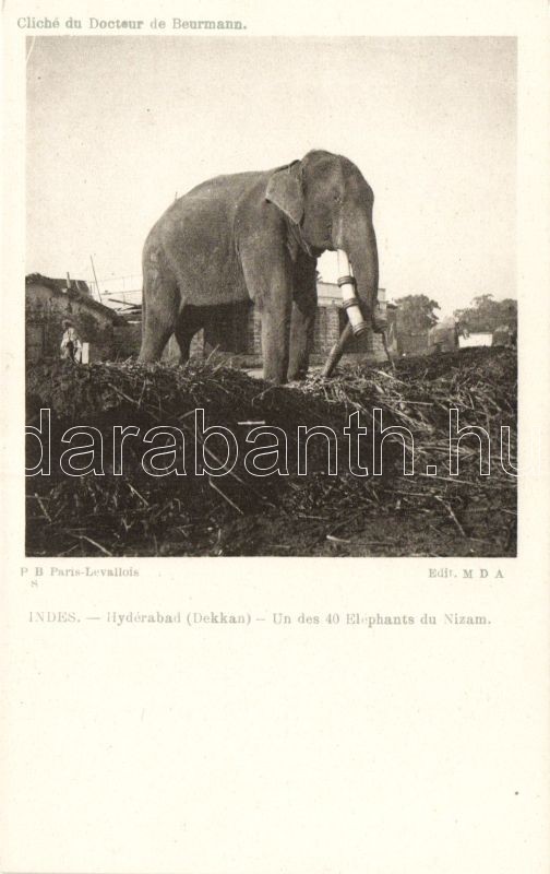 Hyderabad, one of the 40 elephants of the Nizam
