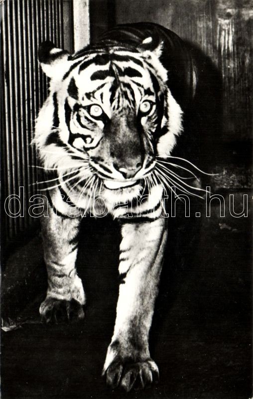 Tigris, Tiger