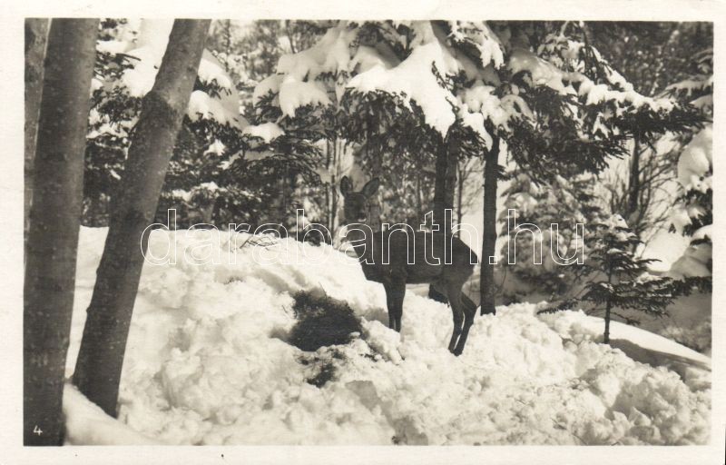 1929 Wildfütterung / winter zoo, deer