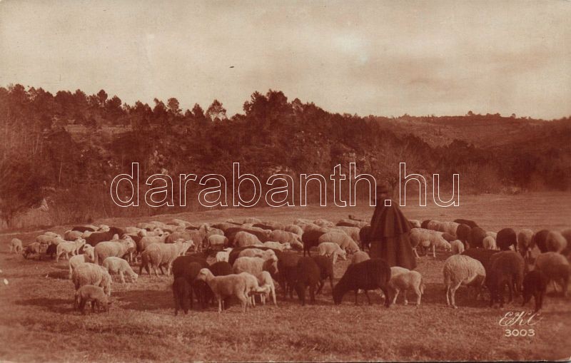 Birkanyáj, Flock of sheep