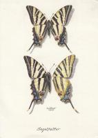 Scarce Swallowtail, Kardoslepke