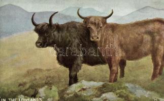 Bivaly, Buffalo