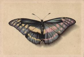 Szivárványlepke, Morpho cypris, Cypris Morpho