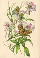 Silene dioica, Silver-washed Fritillary, Kakukkszegfű, nagy gyöngyházlepke