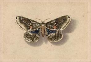 Japanese Owl Moth, Japán Brahmaeidae