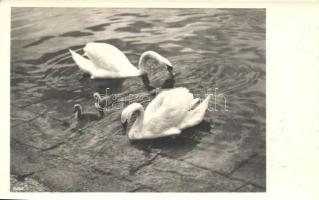 Hattyúk, Swans