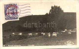 Antioquia, Ganado / cattle