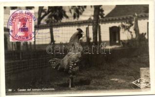 Cantor del Campo / rooster from Columbia