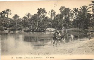 Gabes, Teboulbou oasis, camel