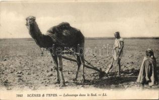 Scenes et types 7043 / Arabian folklore, Ploughing in the South, camel, Arab folklór, Szántás Dél-Afrikában, teve