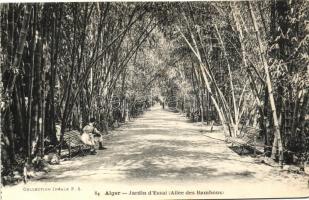 Algiers, Alger; Jardin d'Essai (Allée des Bambous)