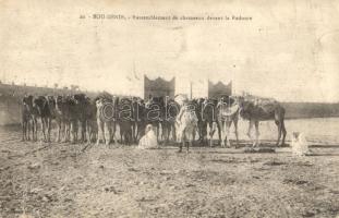 Boudenib, gathering of the camels, Casino