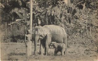 Elephant and Cub. Kandy