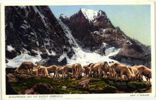 Piz Badile, Bergell; Schafherde / flock of sheep