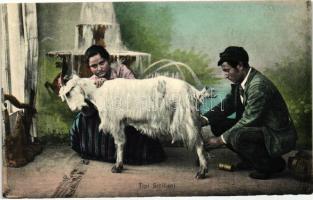 Tipi Siciliani / Sicilian folklore, goat milking, Szicíliai folklór, kecske fejés