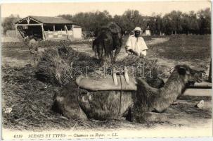 Scenes et Types 6119. / Arabian folklore, camel