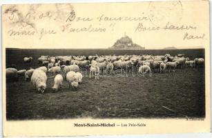 Mont Saint-Michel, Pres-Sales, sheep flock