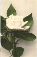 Fehér rózsa, White rose