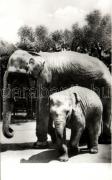 Elefánt, Elephants